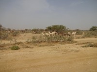 Eveniment: Budapest Bamako Africa 2013